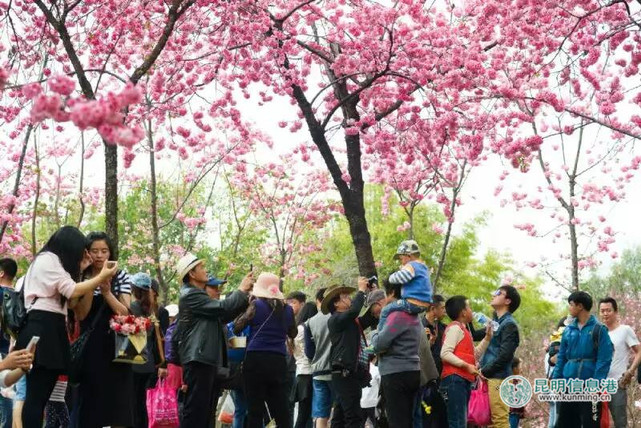 圆通花海人潮  陈昱州摄_副本