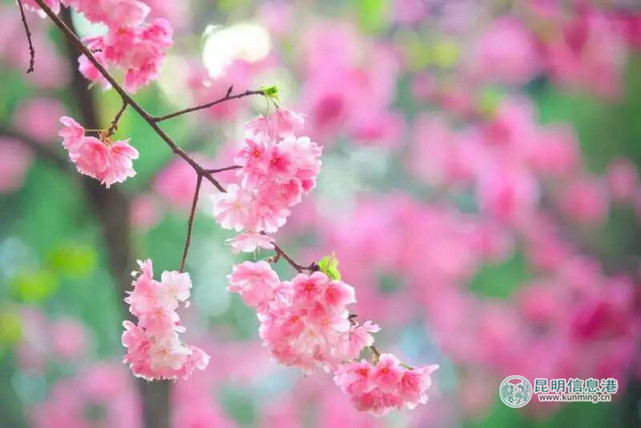 粉粉的樱花惹人爱 陈昱州摄