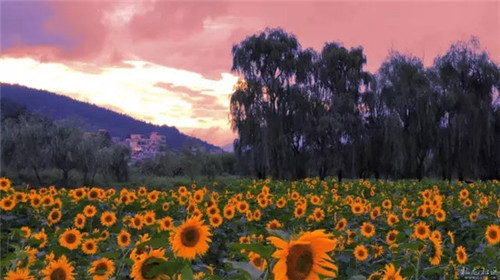 507b9d1b0088190121a52a