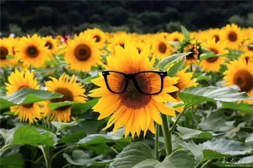 507b9d1b00881901215f27