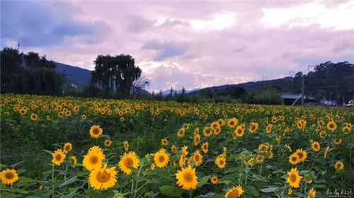 507b9d1b00881901216b28