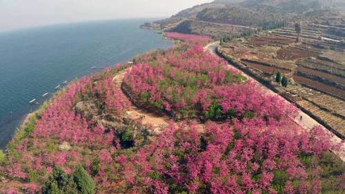 樱花装扮的湖岸线景观美不胜收