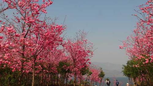 今年最后一场浪漫赏樱盛宴