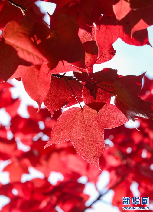 2025110573556e966df74b16b5667011ce9bf46d_20251105af737617995747019b92717d0f107598