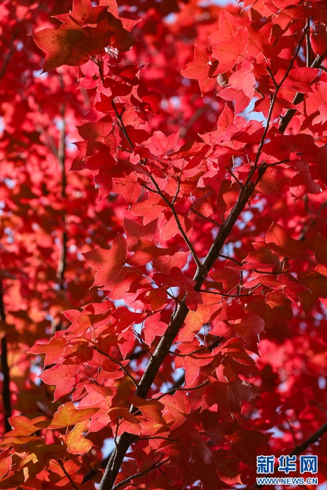 2025110573556e966df74b16b5667011ce9bf46d_2025110567bf29dd557b4f4aa2f4dc2abf1e4f08