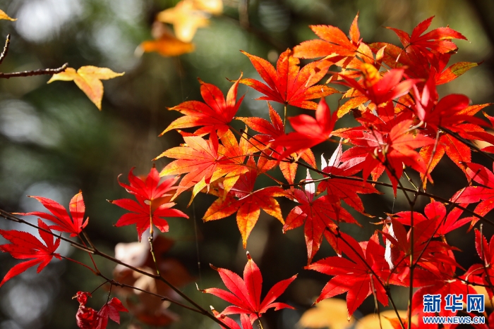 2025110573556e966df74b16b5667011ce9bf46d_202511057ef3c0cb965c4e81b250bd91ae8c6694