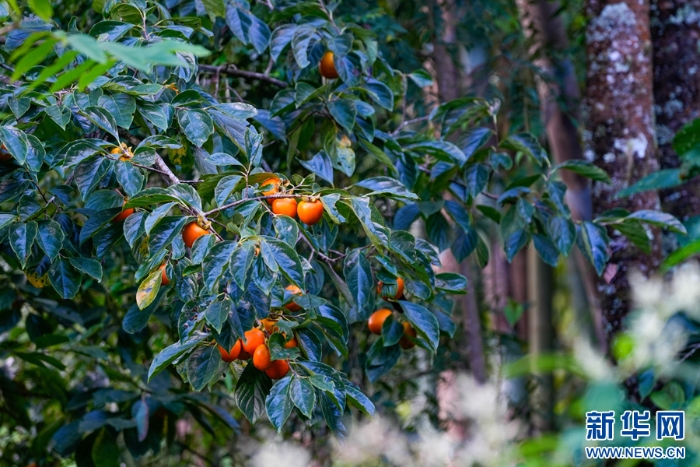 20251112d86aab2c04294301806307336dbc4889_20251112bc3ad6756dc1483a852c0b1e9270f8f9