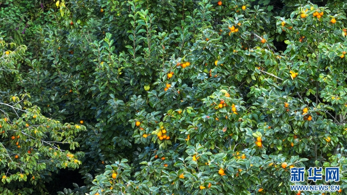 20251112d86aab2c04294301806307336dbc4889_202511125a9dd4002e6246618f9d0288dfa0c5bf