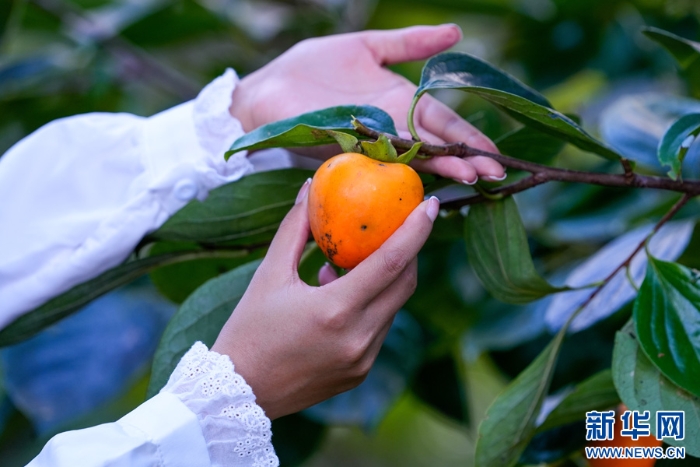 20251112d86aab2c04294301806307336dbc4889_2025111242398e68232142bd90f9773558918ff7