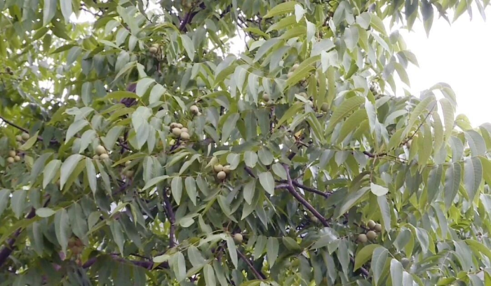 5e0b78834d396d9c18b3aa1333bf9964