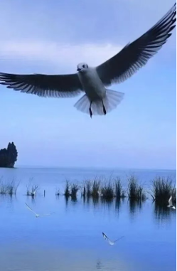 ScreenShot_2026-01-29_144730_395 ScreenShot_2026-01-29_144730_395