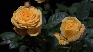 20260201ca6e845a80ec4c8bb1f0d208cb1953b2_105012026020100014970